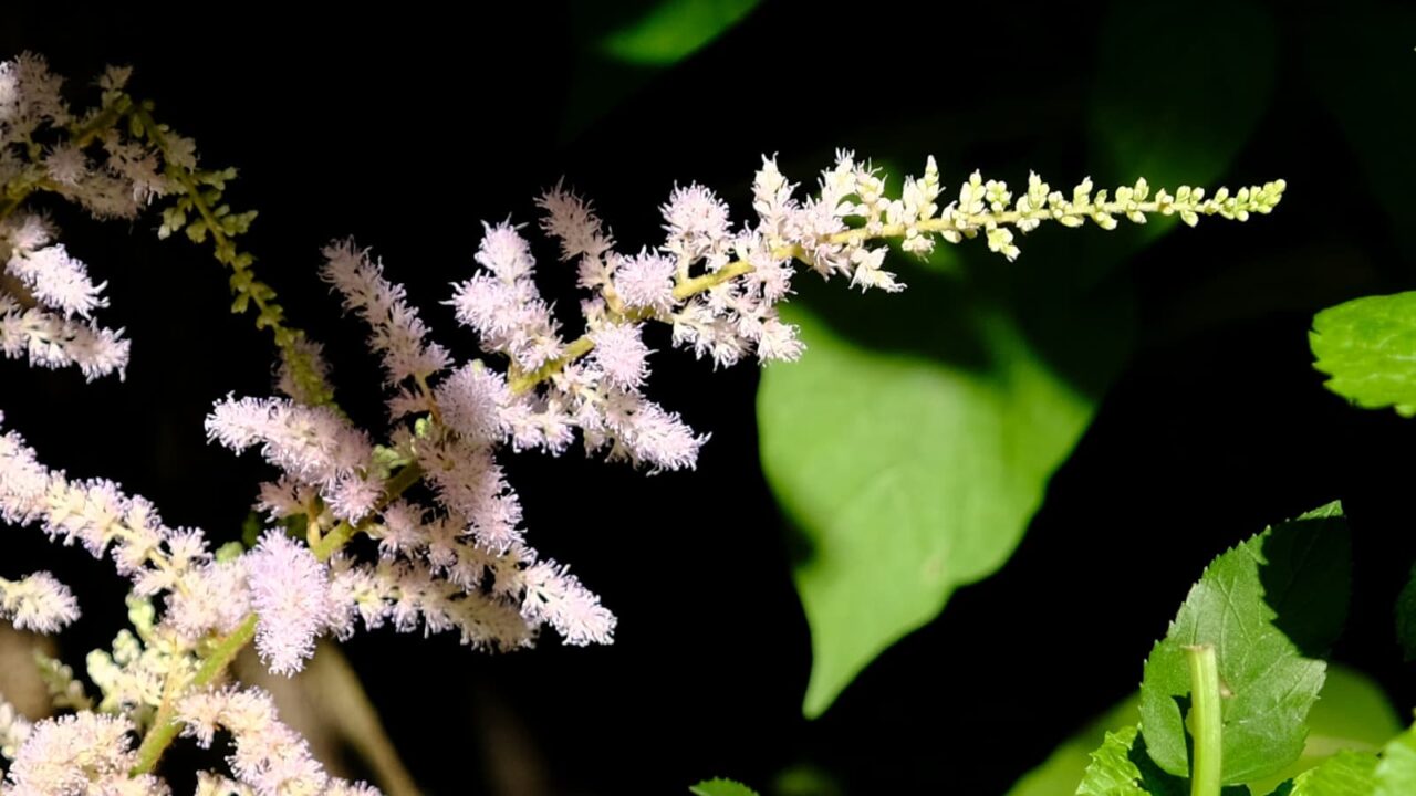 アスチルベの花穂近接20180629(右向き)
