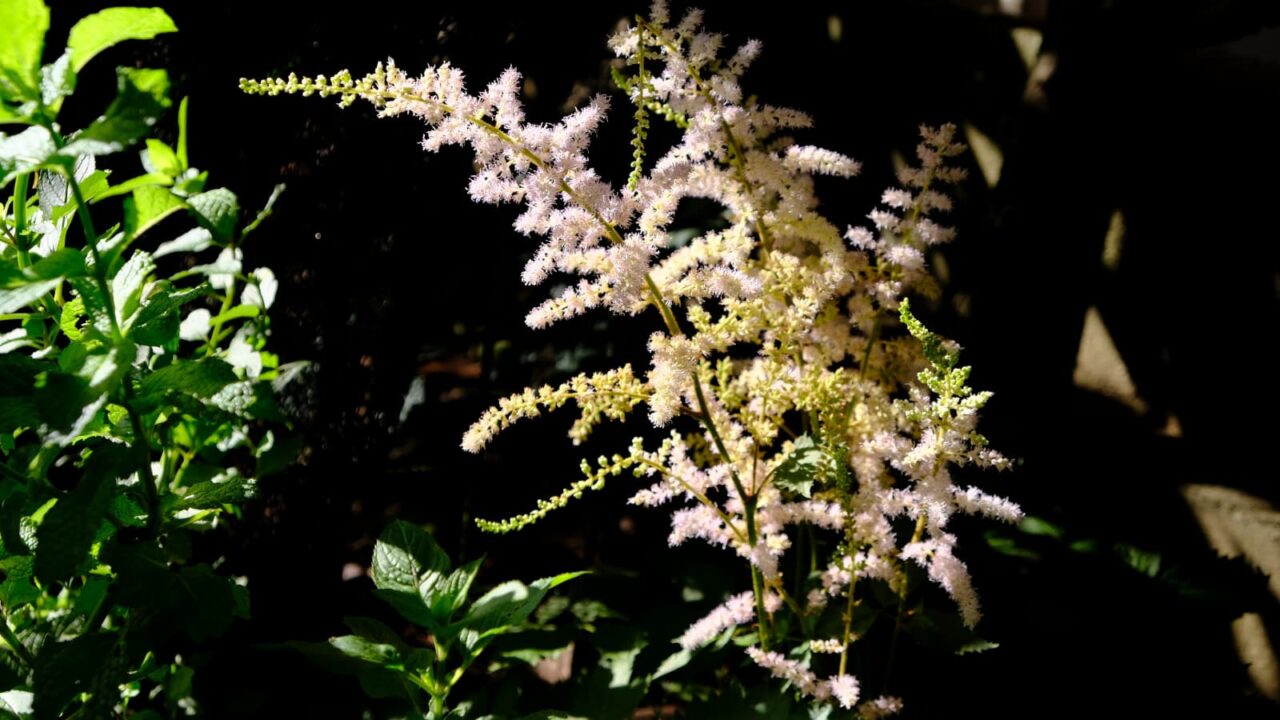 陽光に浮かび上がるアスチルベの花穂2018-1