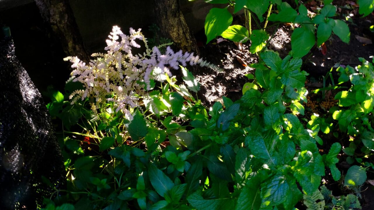 アスチルベの花穂の一部にスポットライト2018-3