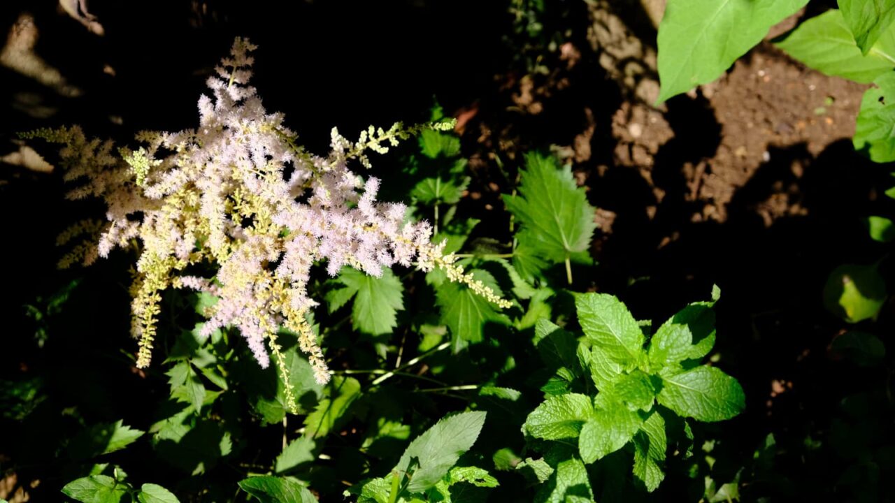 陽光に輝くアスチルベの花穂2018-4