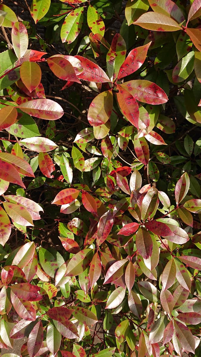 ごま色斑点病に上から下まで犯されたレッドロビン