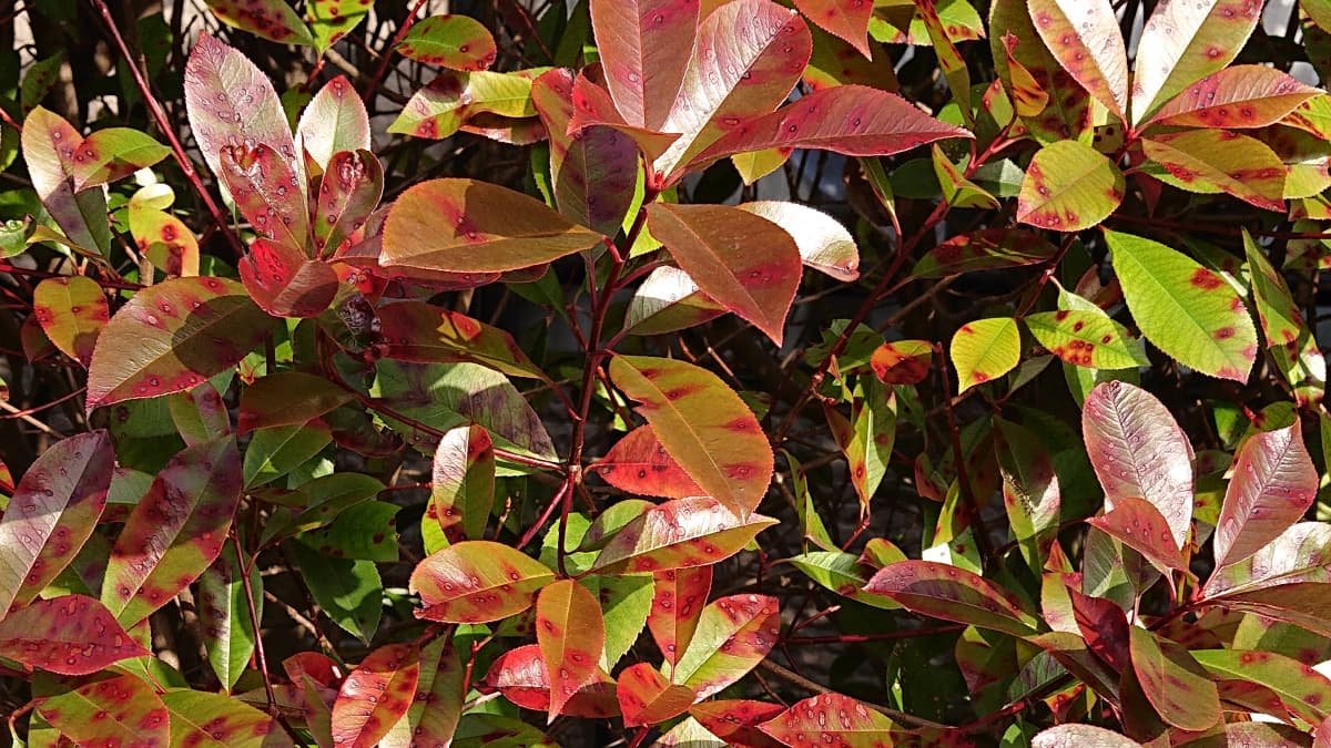 ごま色斑点病に侵されたレッドロビン