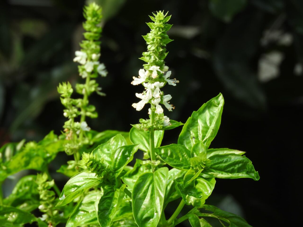 すっくと立つバジルの花穂20160810