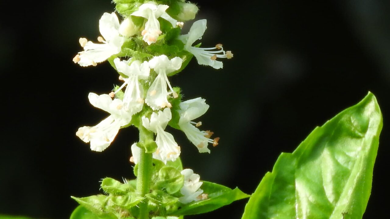 バジル花20160810