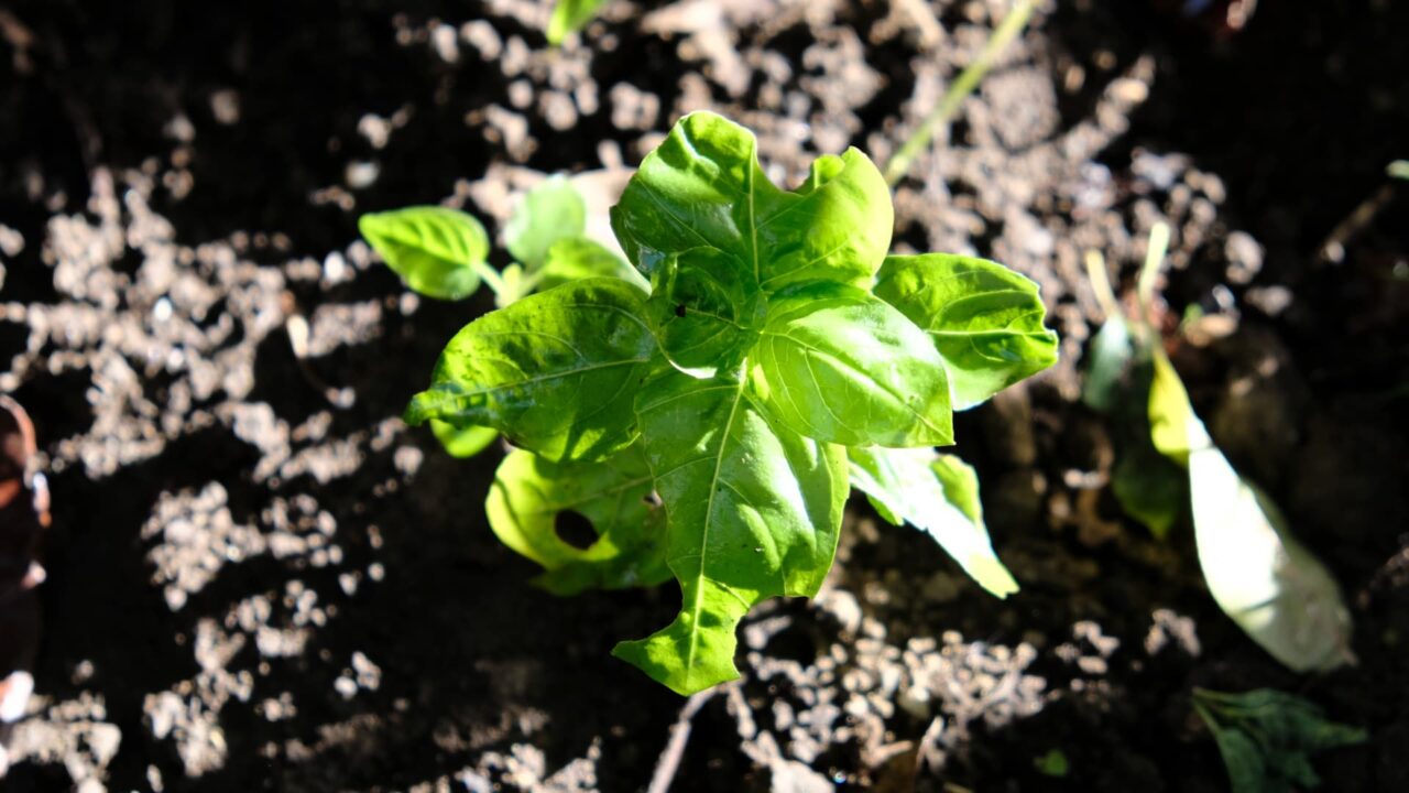 バジル苗20180619