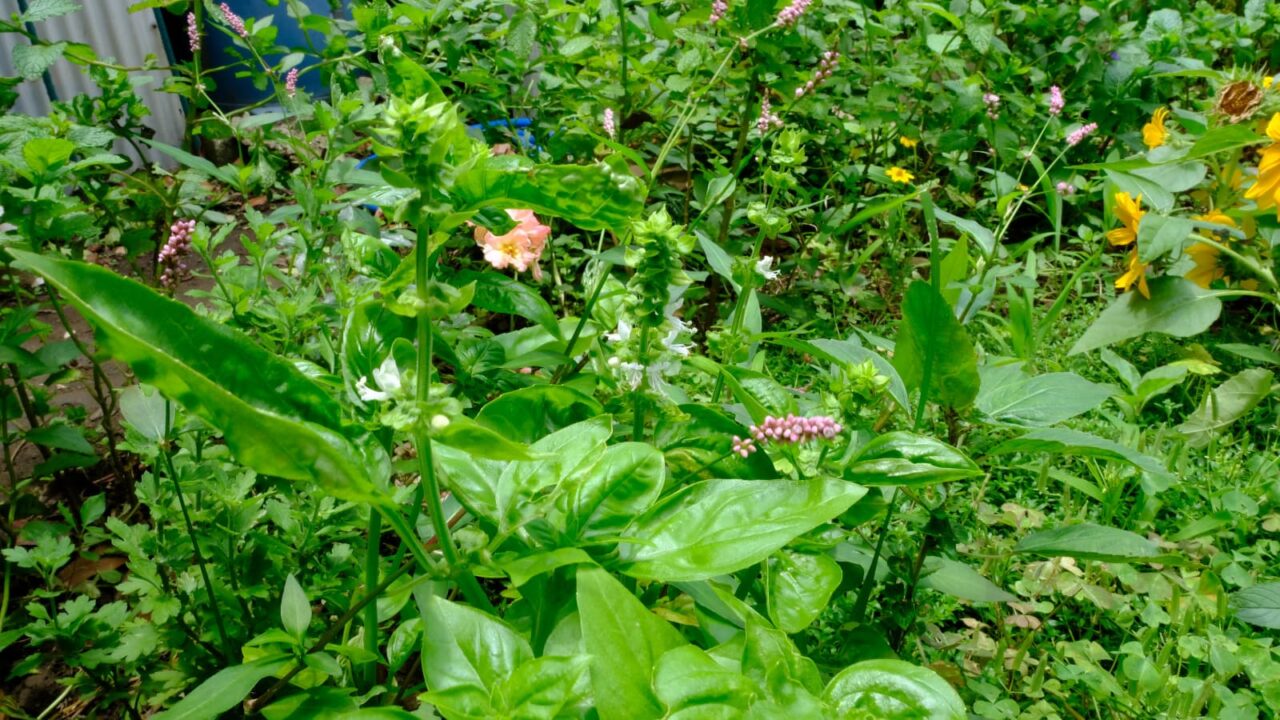 緑に囲まれ紛れ込んだバジル20180707