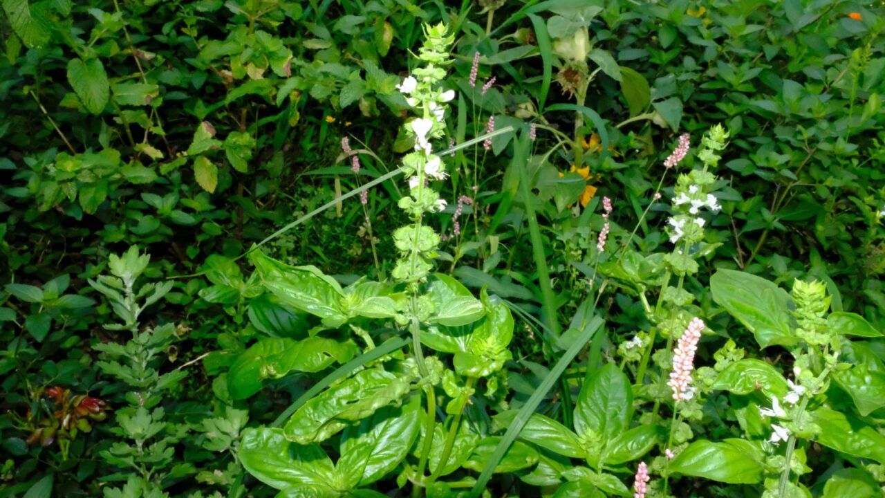 屹立するバジルの花穂20160720