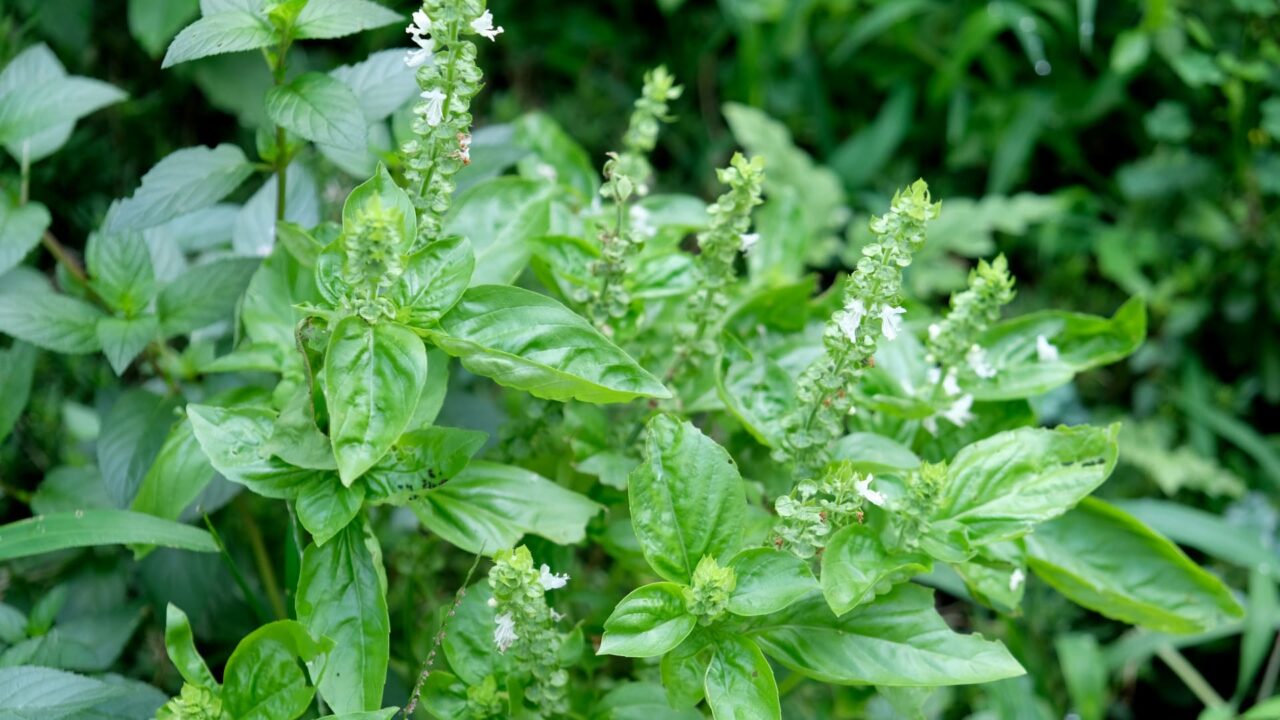 バジルの花終盤20160730
