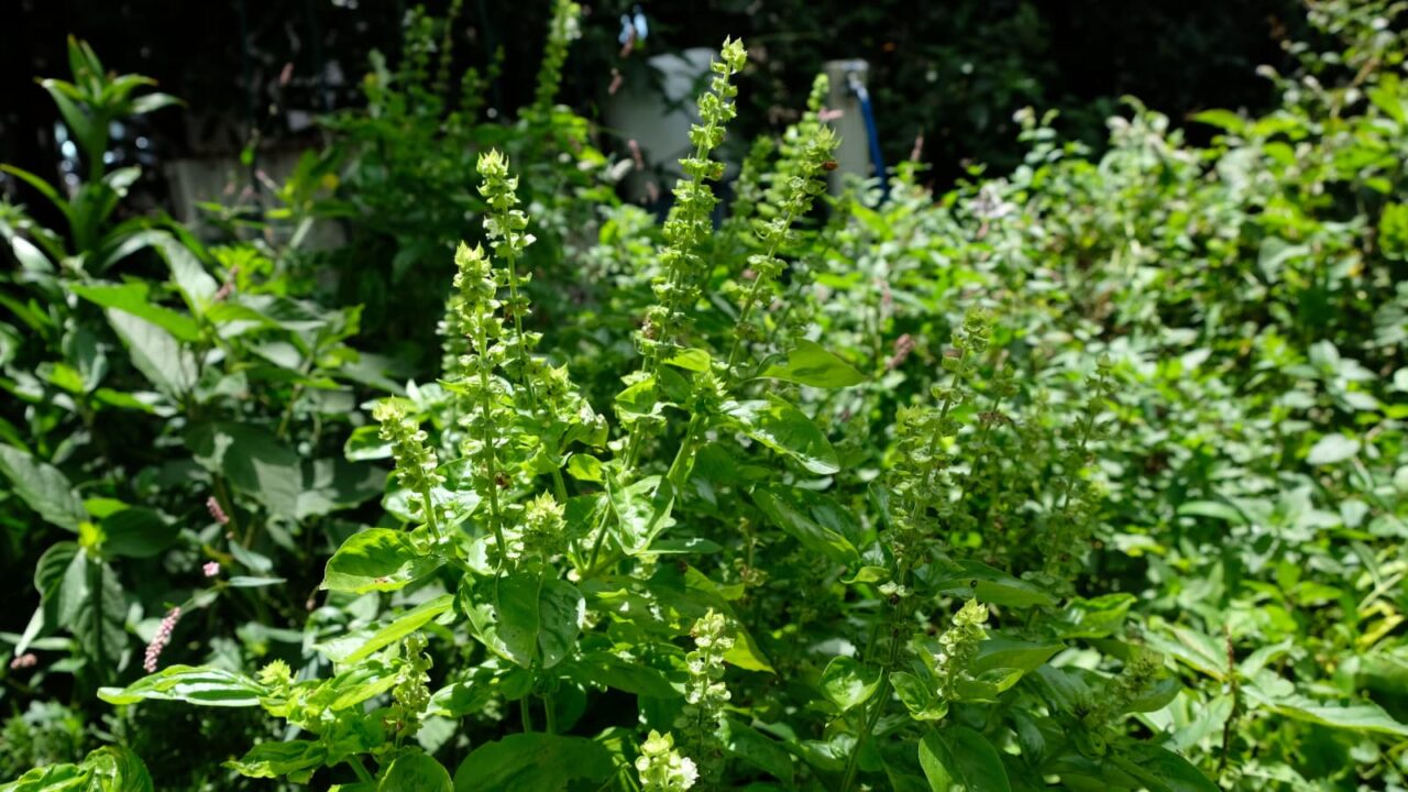 緑に囲まれバジルの花穂20160818