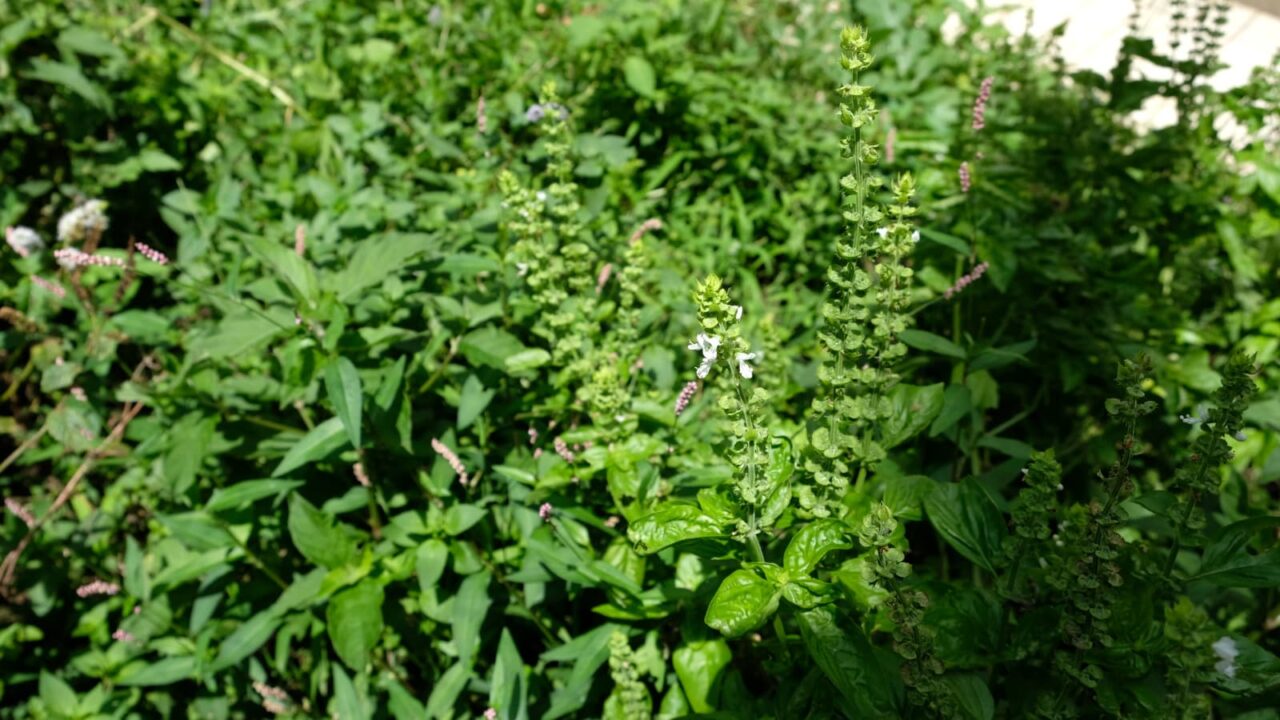 林立するバジルの花穂20160818