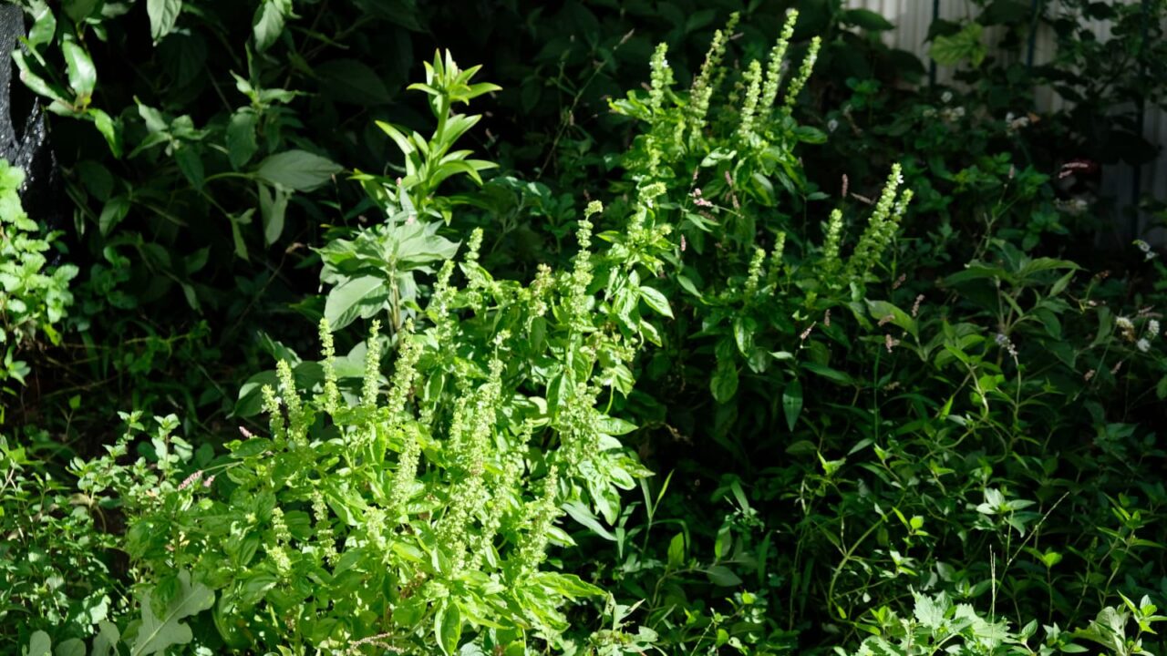 林立するバジルの花穂20160821