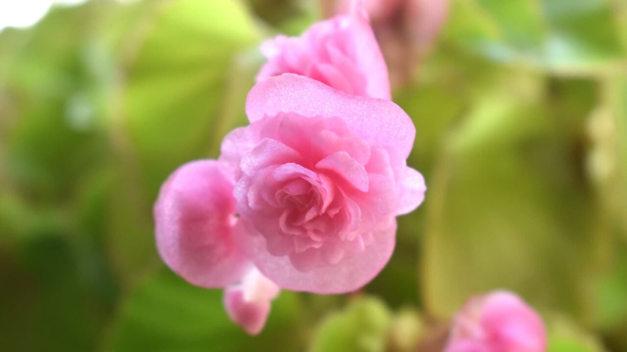 たおやかなベゴニアの花(拡大)2023