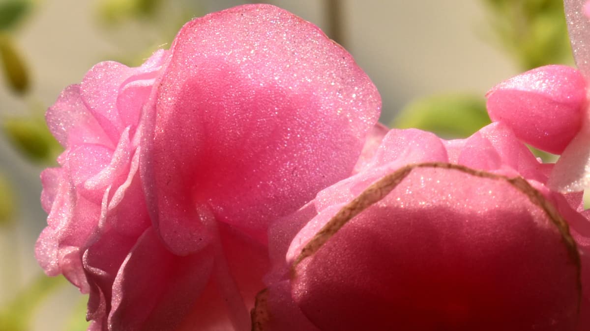 ベゴニア・ボンボリーナのラメをまぶしたような花弁2023（キャッチ画像）