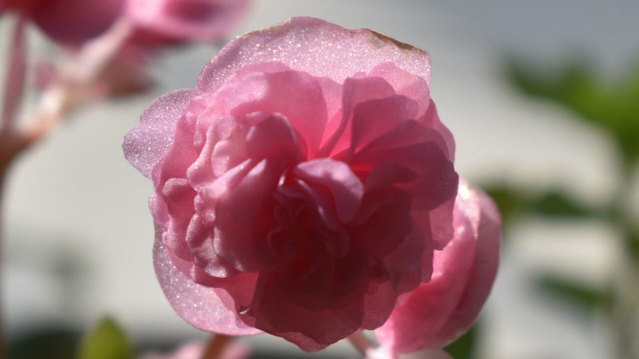 ラメをまぶしたようなベゴニアの花2023-2