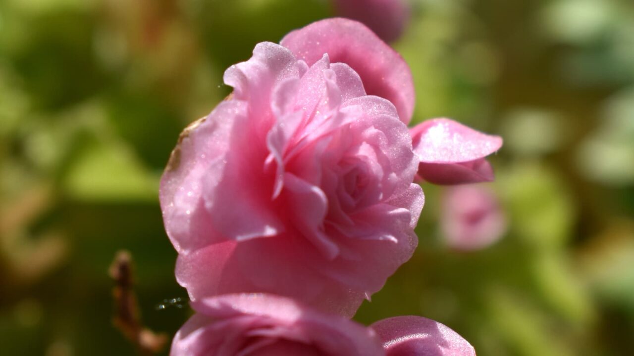 ラメをまぶしたようなベゴニアの花2023-3