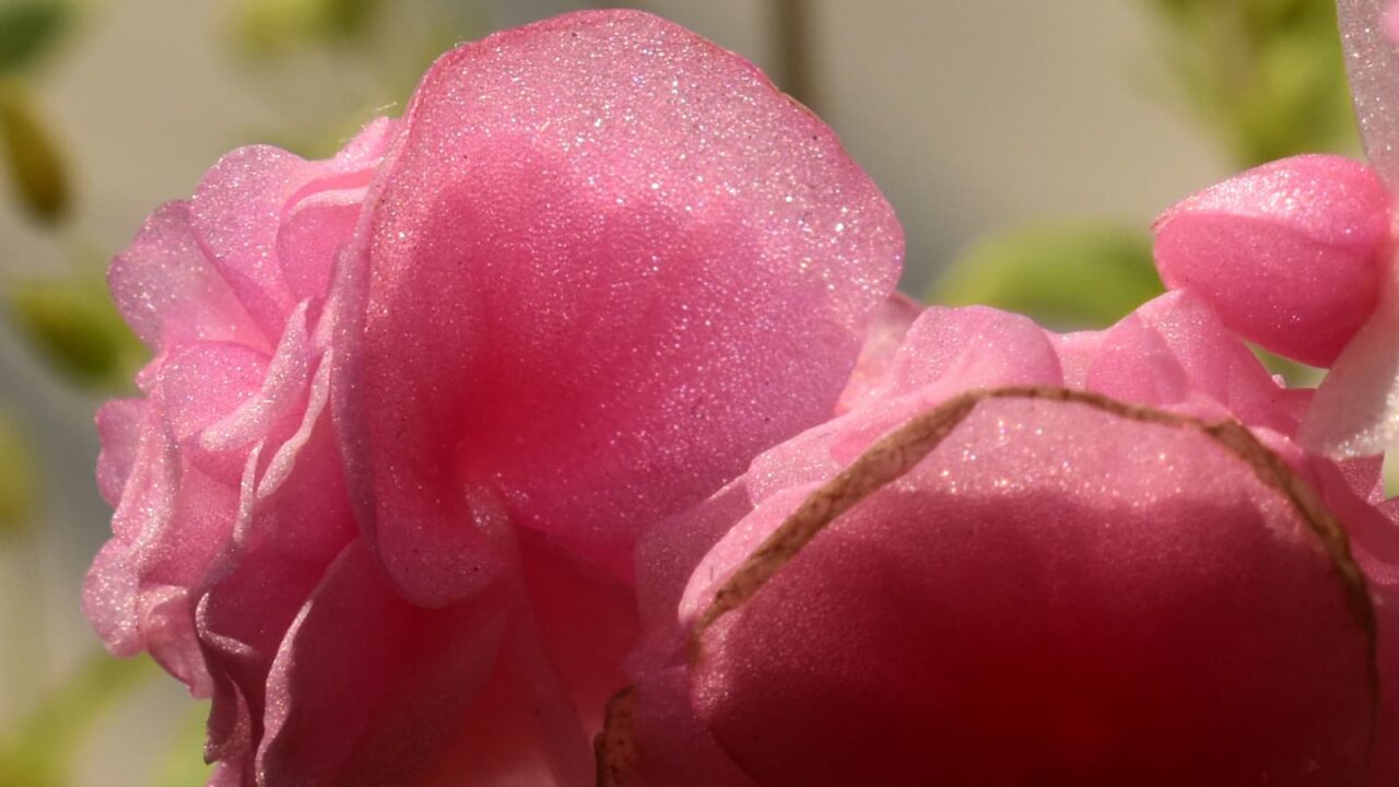 ラメをまぶしたようなベゴニアの花2023-4