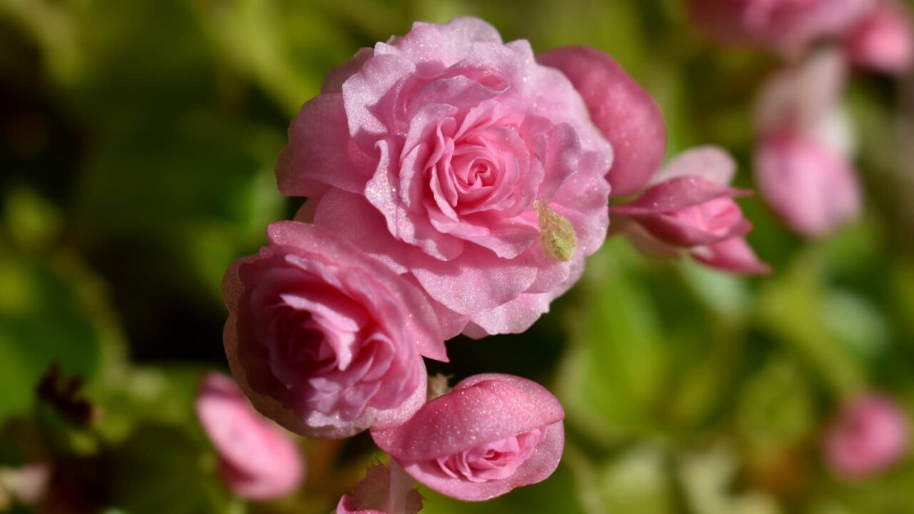 上品なベゴニアの花(拡大)2023