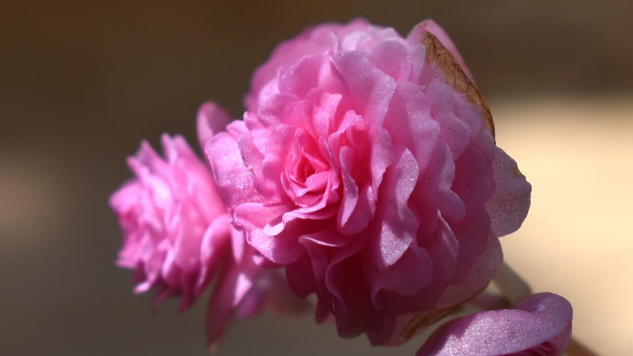 ゴージャスなベゴニアの花(拡大)2023