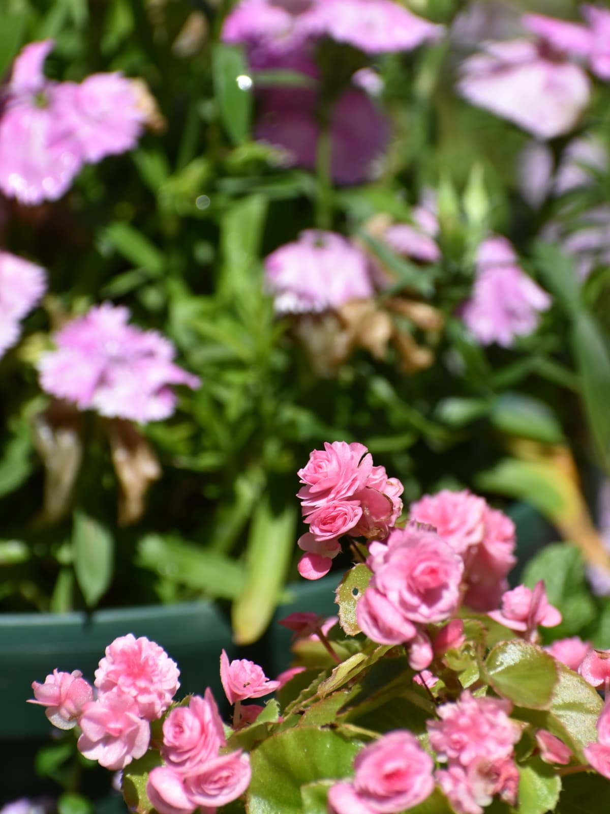 存在感を示すベゴニア20230416