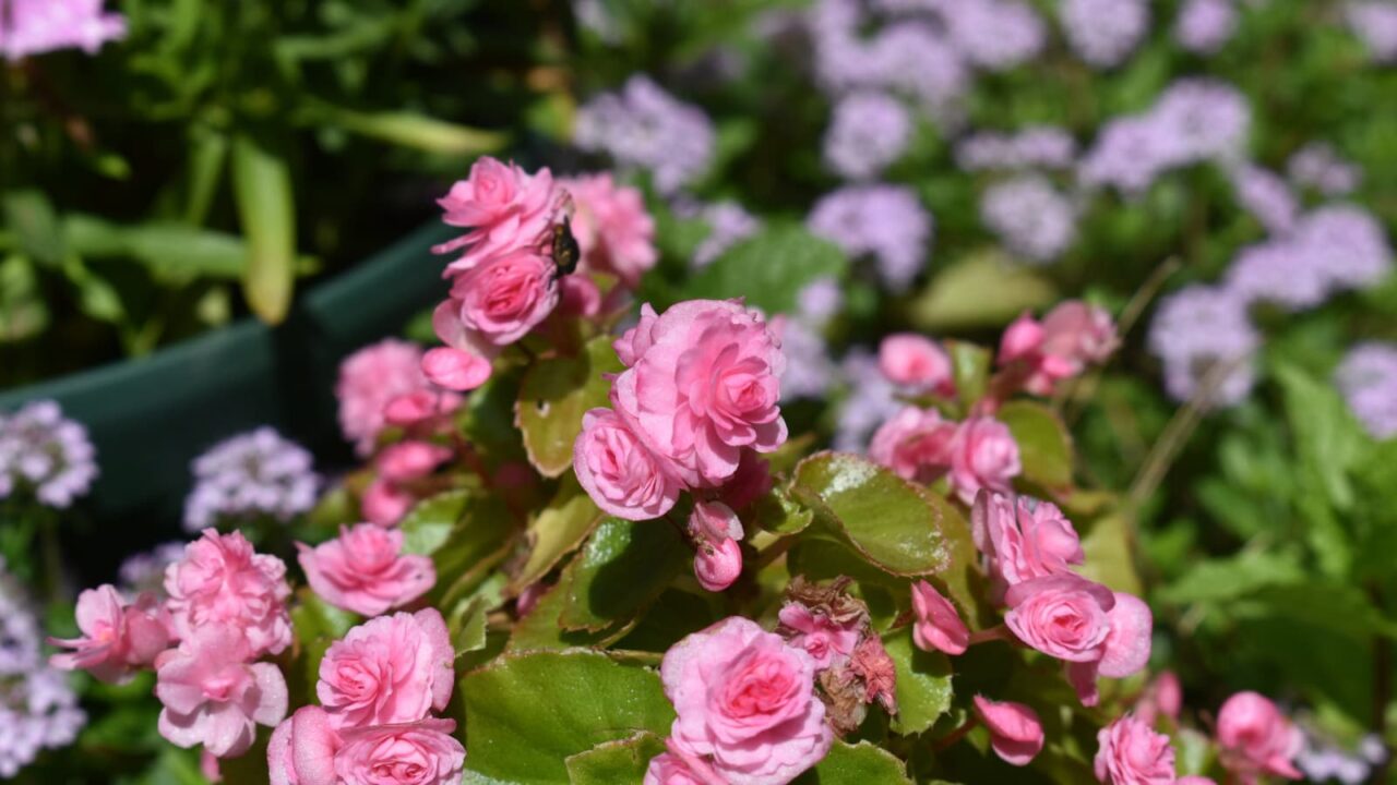 存在感を示すベゴニア20230419