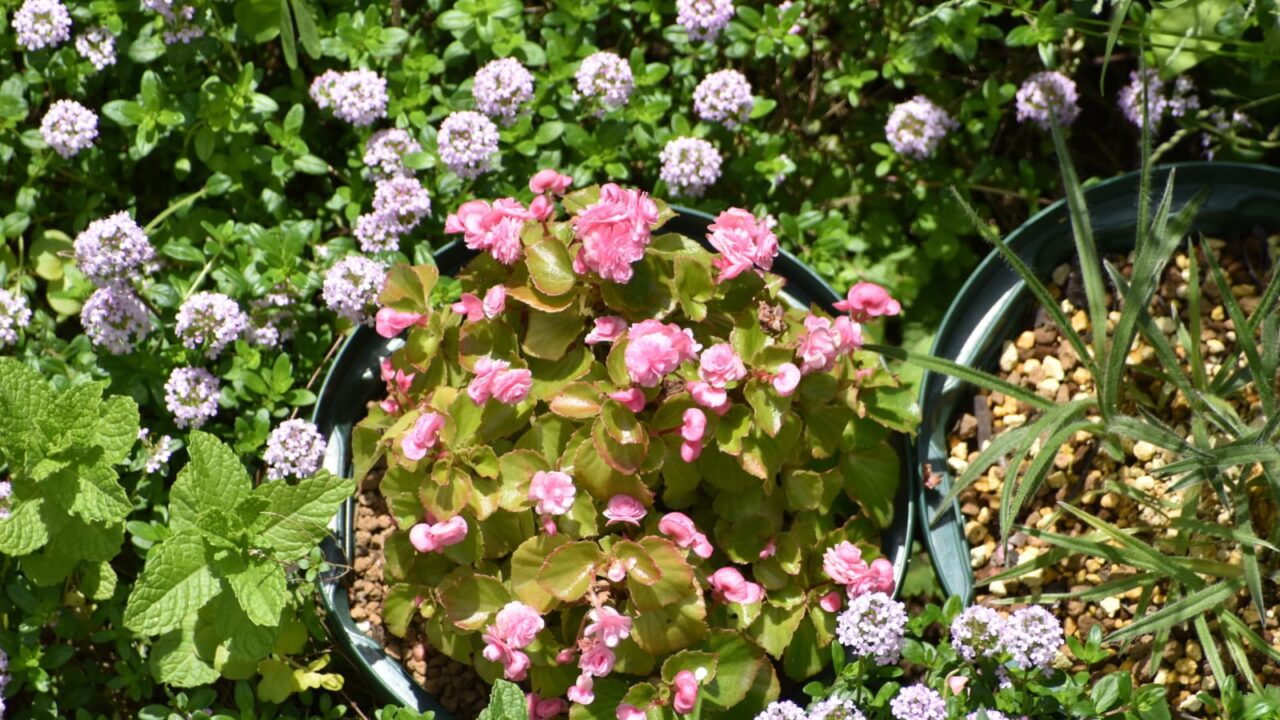 花々に埋もれるベゴニア20230423