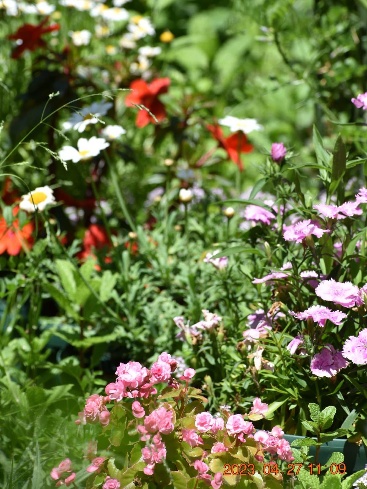 花々に埋もれるベゴニア20230427