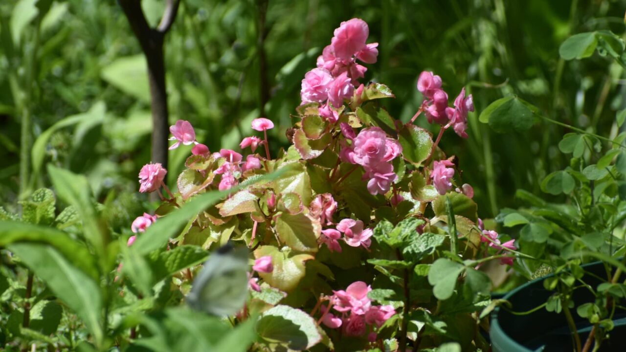 葉に埋もれるベゴニア202305