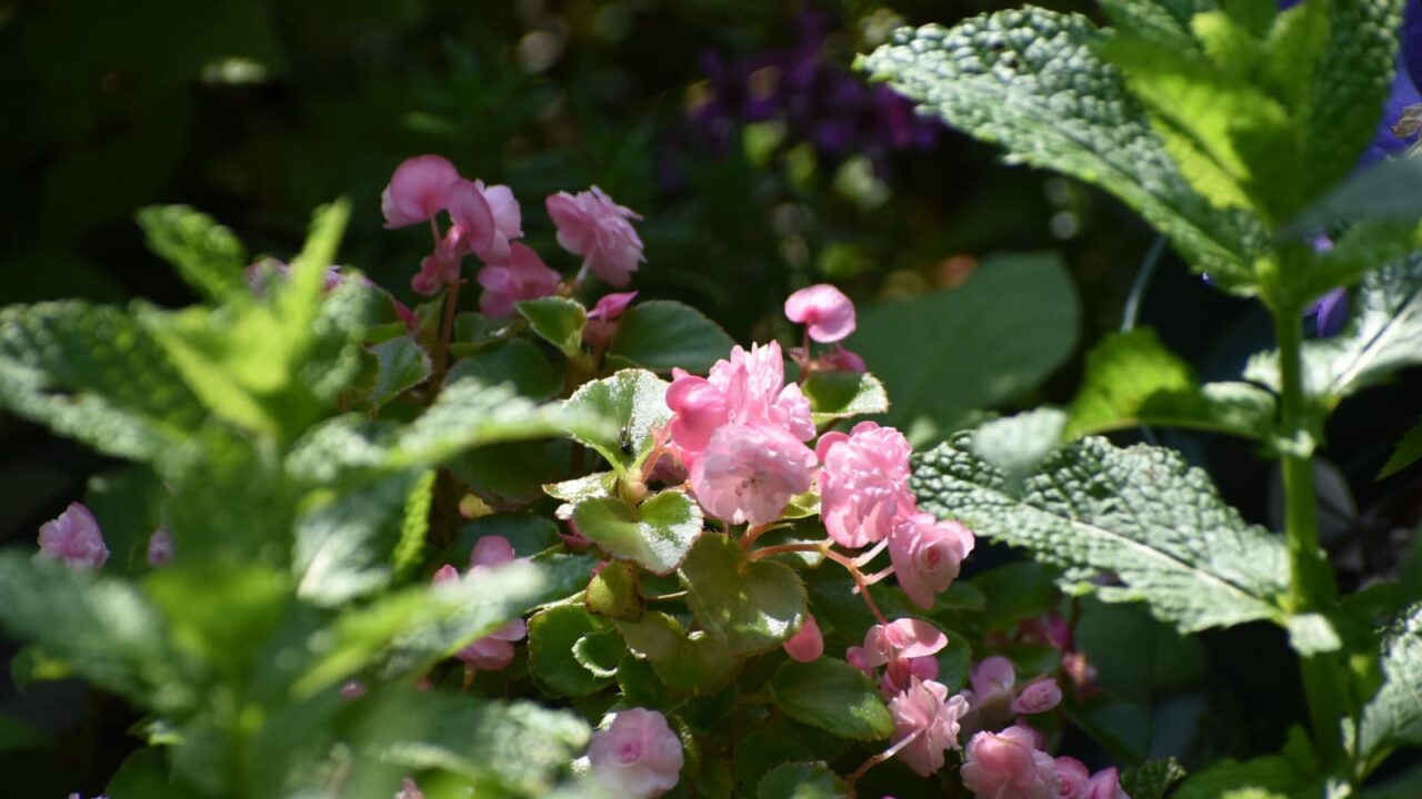 葉に埋もれるベゴニア202306