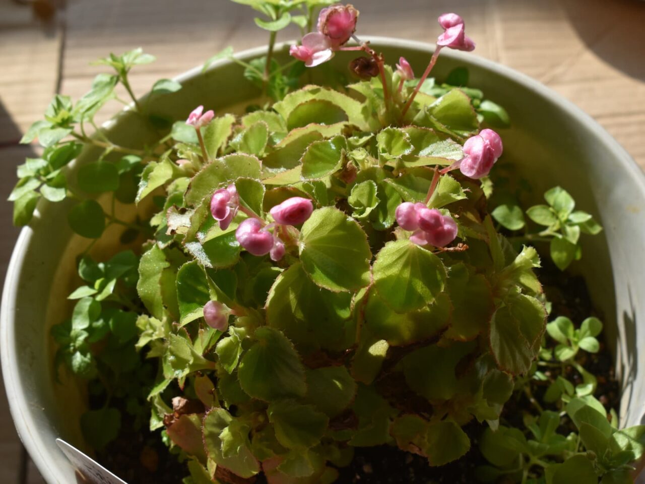 チラホラ咲き始めたベゴニア20221226