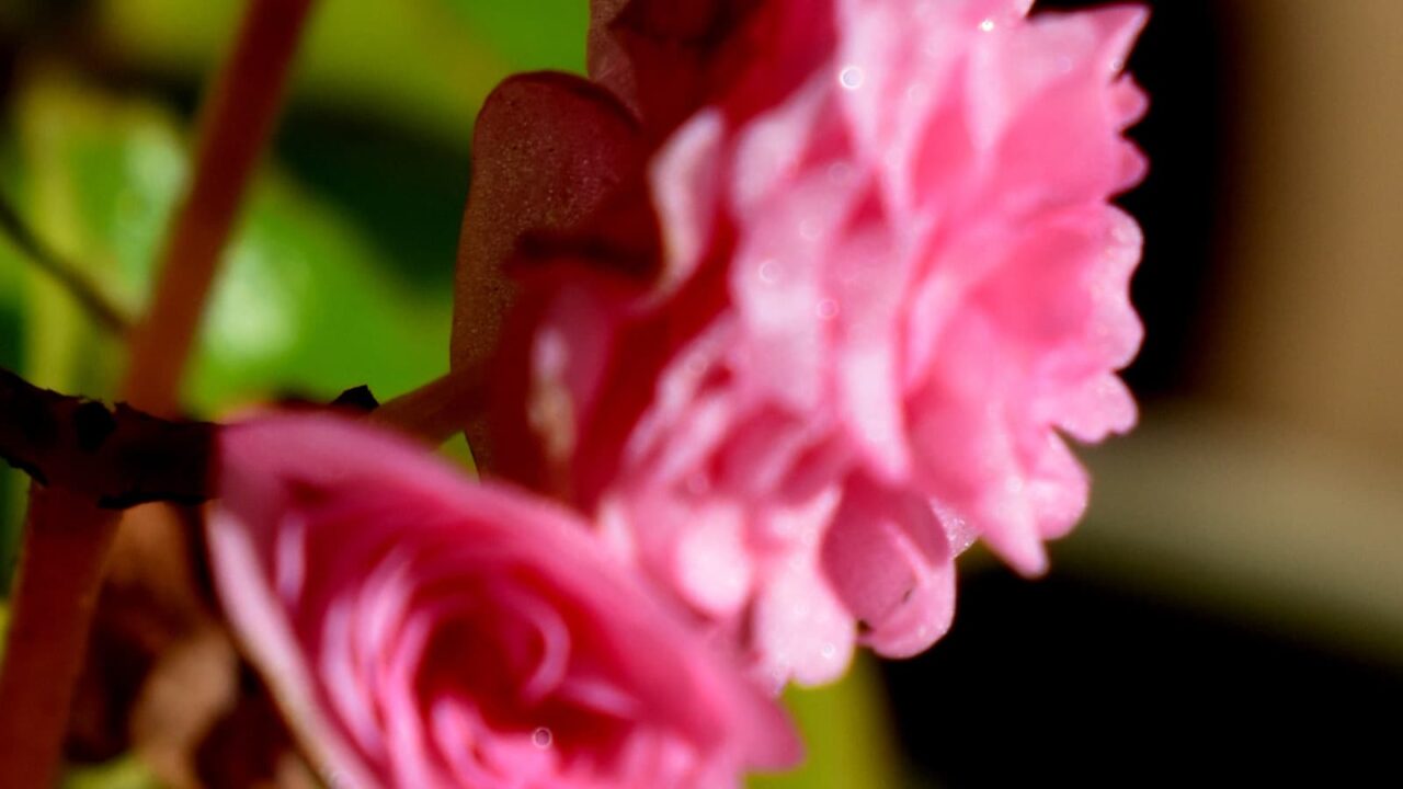 ベゴニアの花の中にオーブ20230128