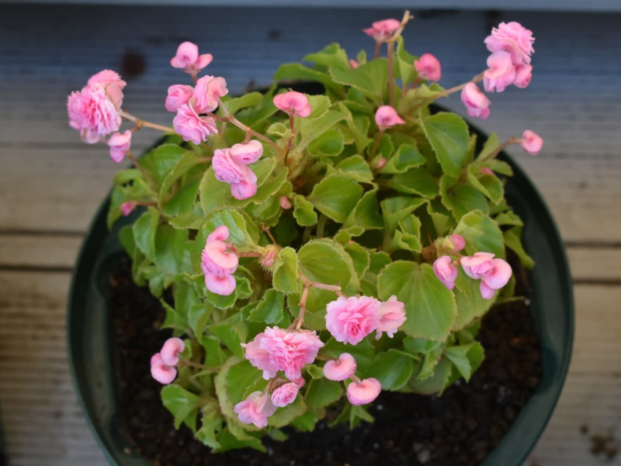 花柄が長いベゴニアの花（上から撮影）20230223