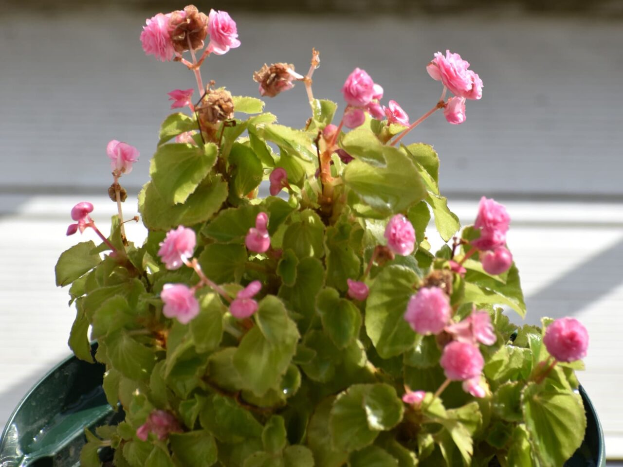 花柄が長いベゴニアの花20230311