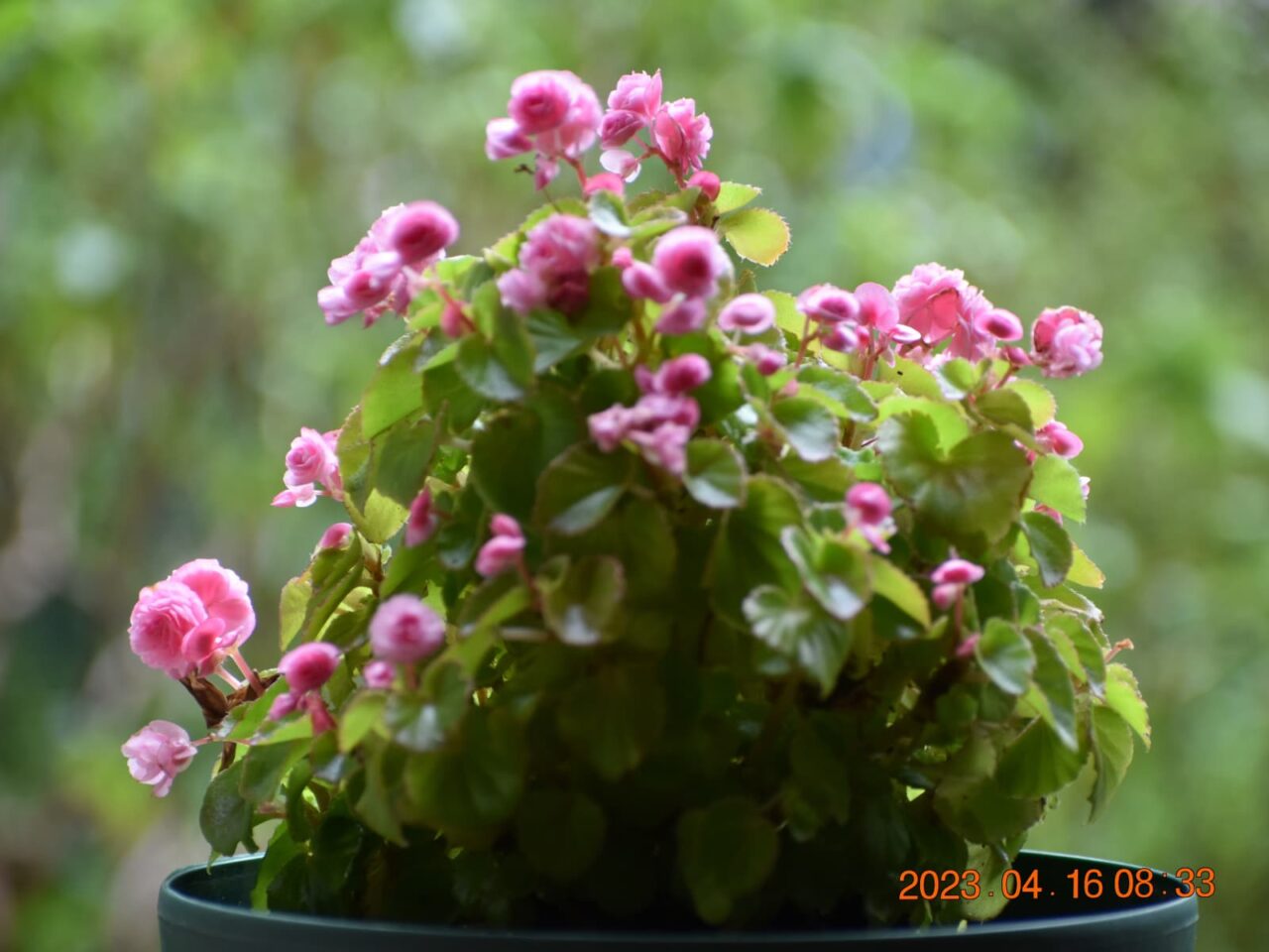 たおやかなベゴニア20230416