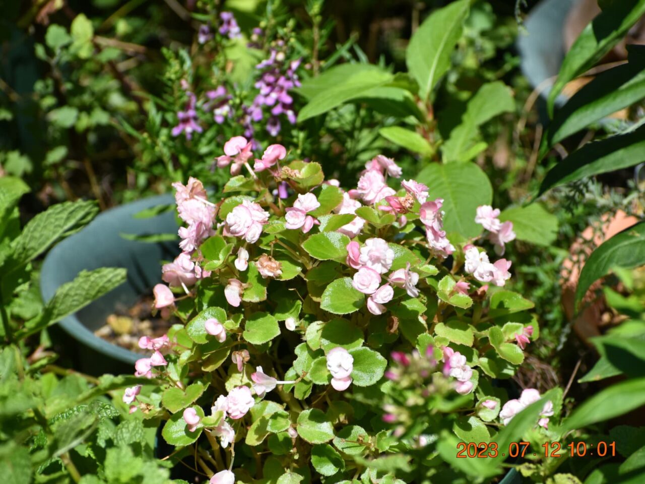 暑い最中も元氣なベゴニア20230712