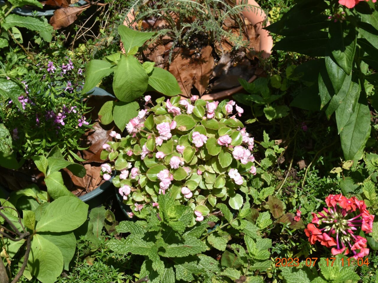 暑い最中も元氣なベゴニア20230717