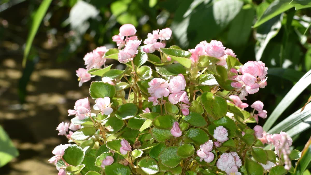 ベゴニア花盛り20230718（キャッチ画像）