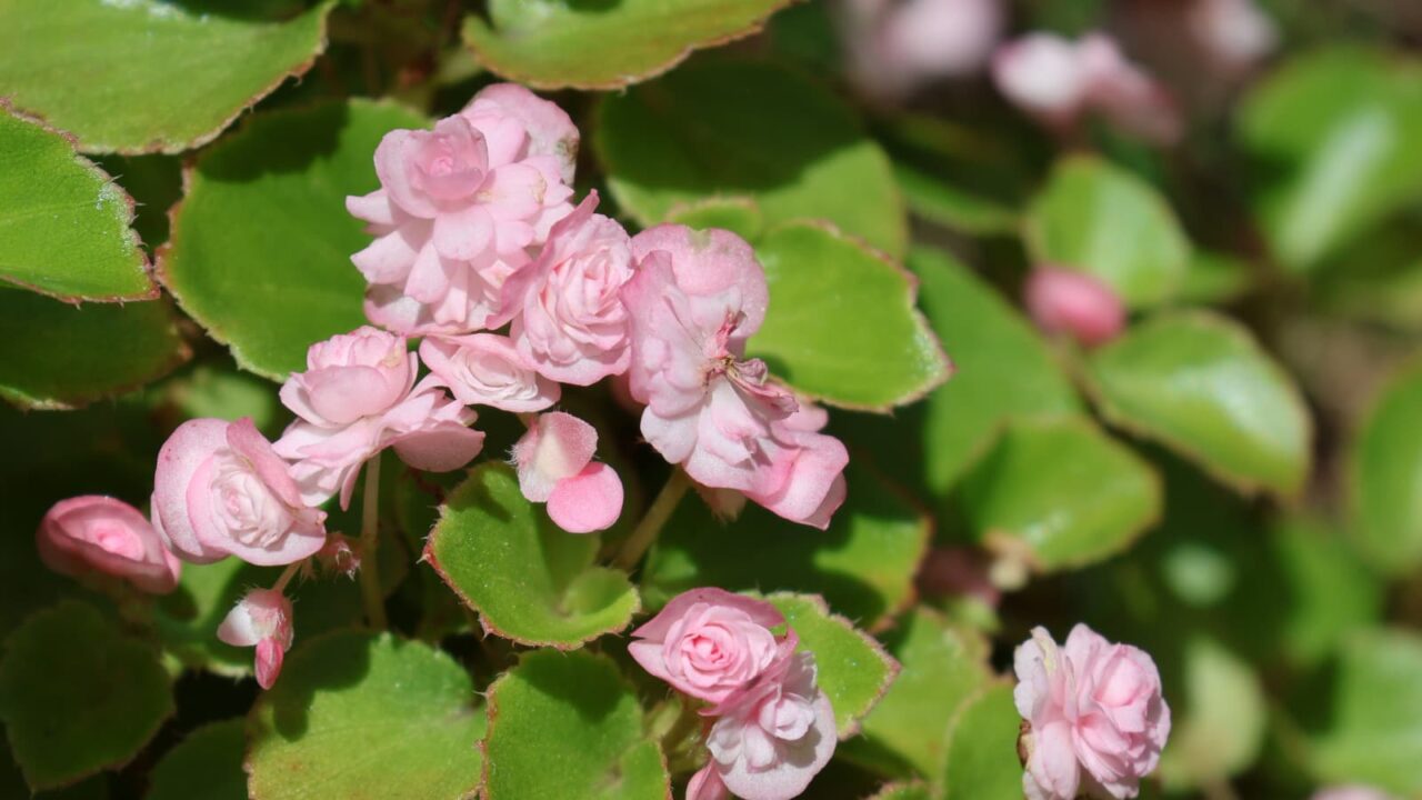 ライムグリーンの葉とピンク花のベゴニア202307