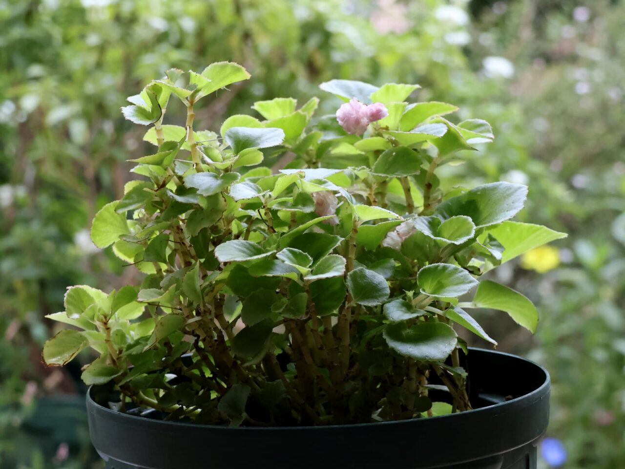 花終盤のベゴニア202309