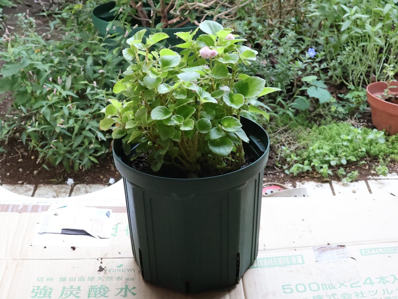 花後９月のベゴニア202309