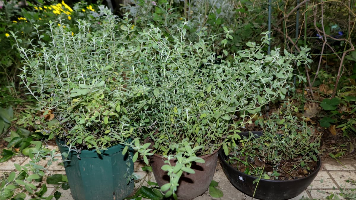 アメリカンブルー３鉢20251118