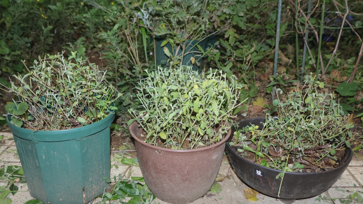 アメリカンブルー３鉢剪定20251118