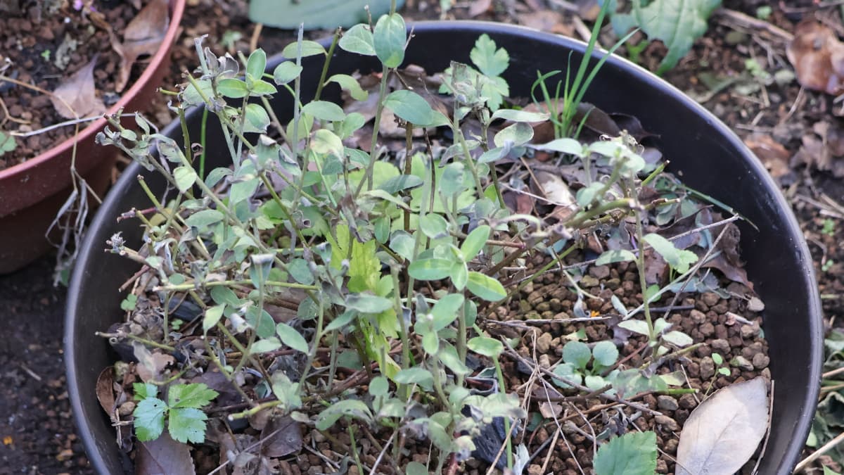 庭放置のアメリカンブルー202512