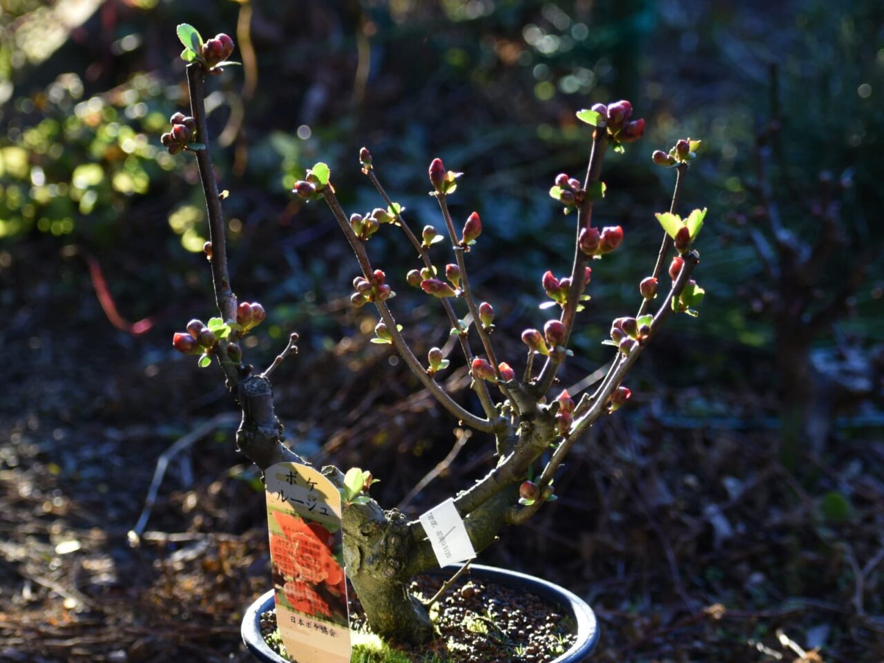 木瓜の朝20220221