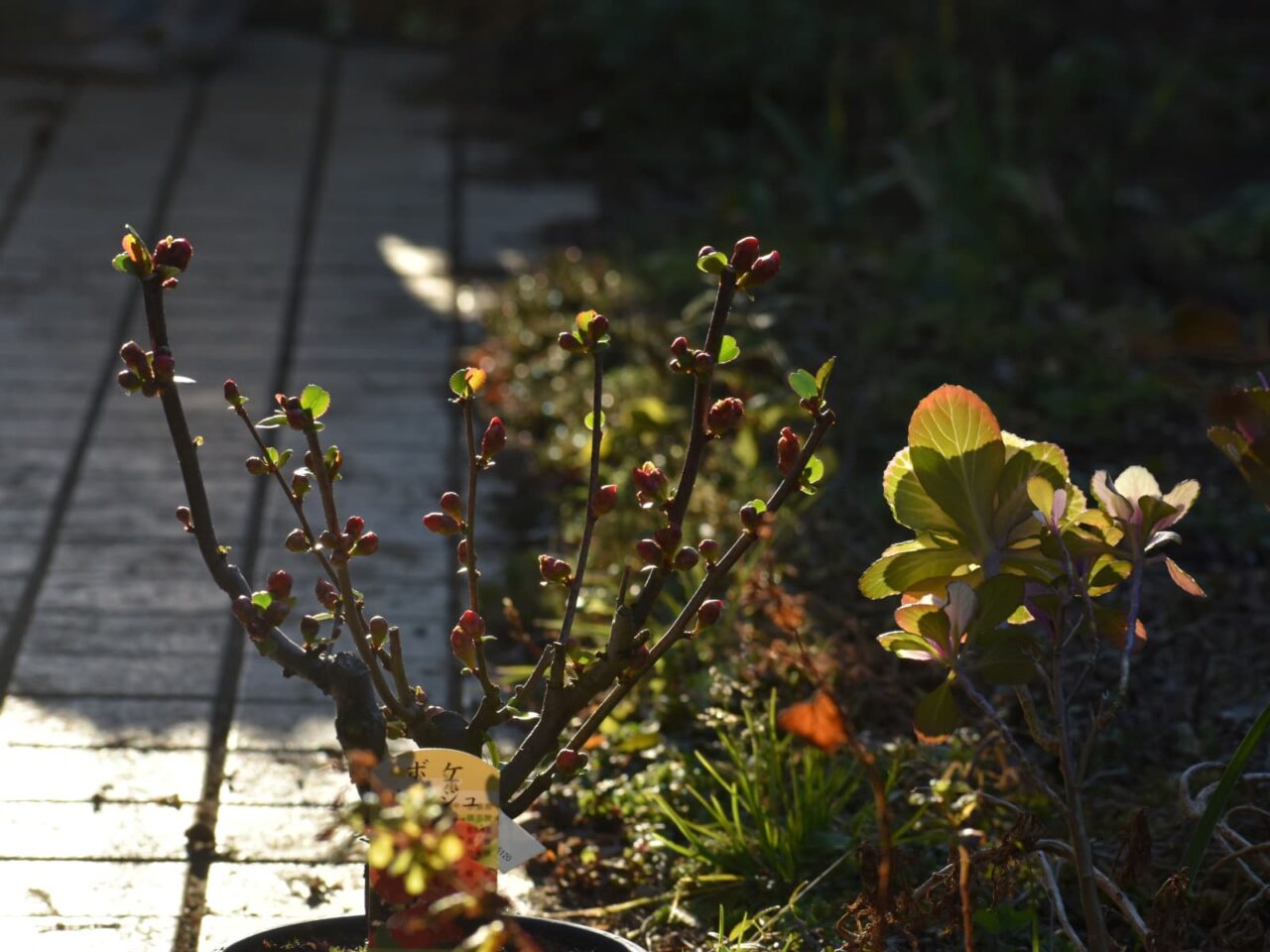 木瓜の朝20220223