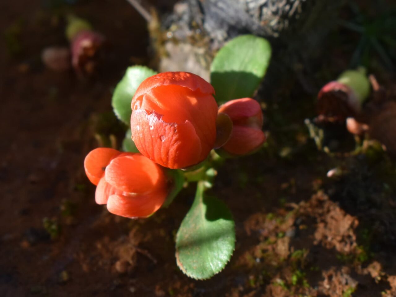 木瓜の花の開花の様子20220408
