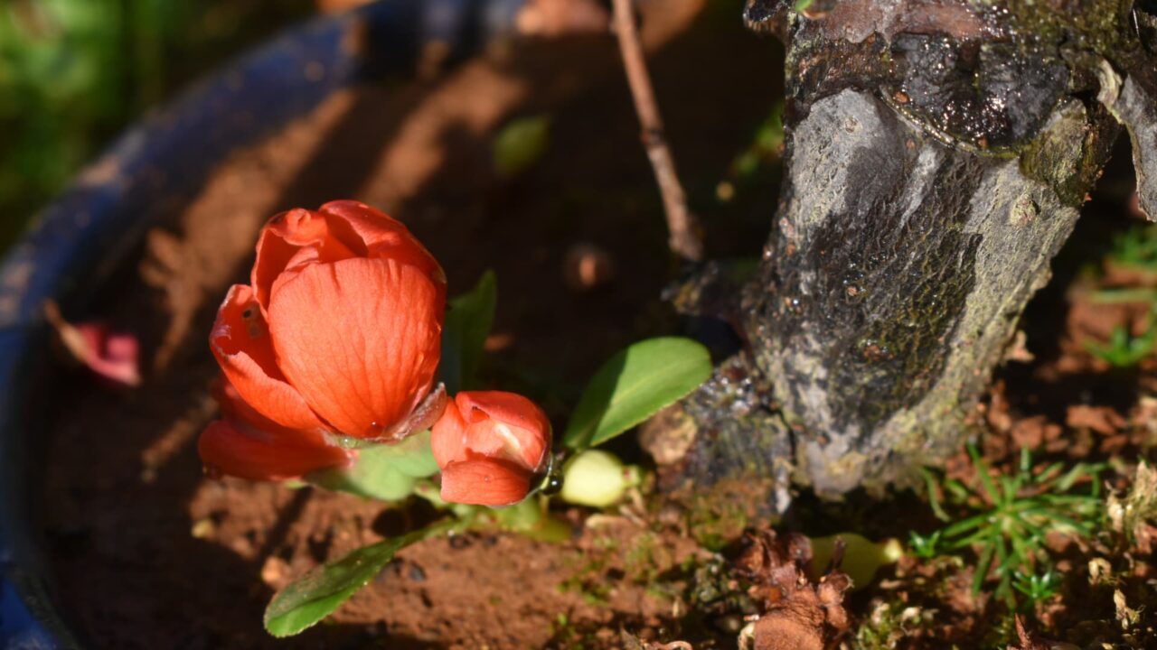 木瓜の花の開花の様子20220409