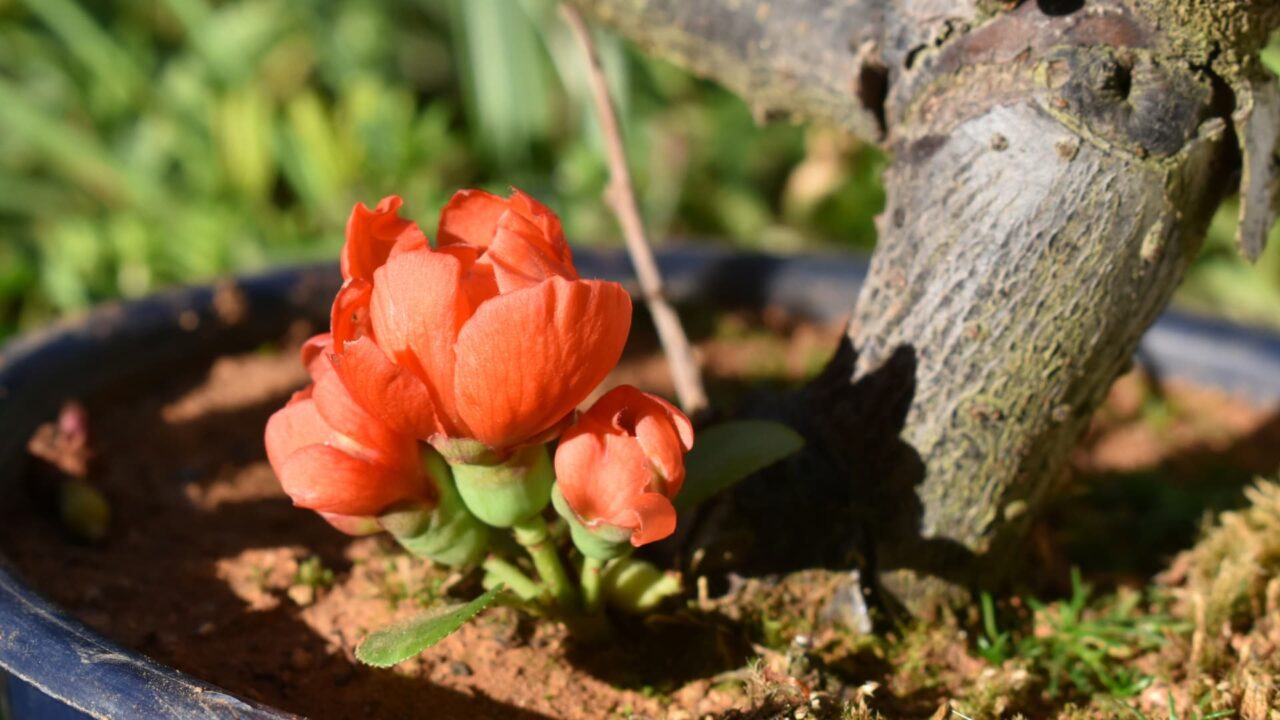 木瓜の花の開花の様子20220410-1