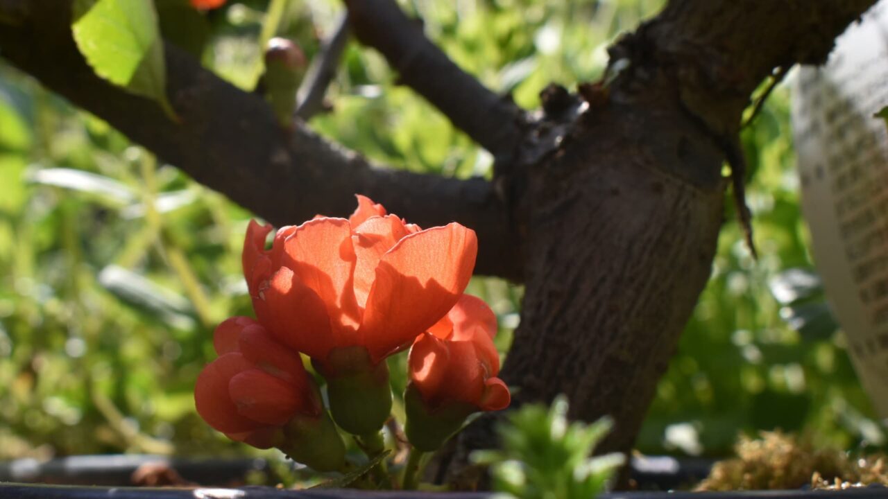 木瓜の花の開花の様子20220410-2