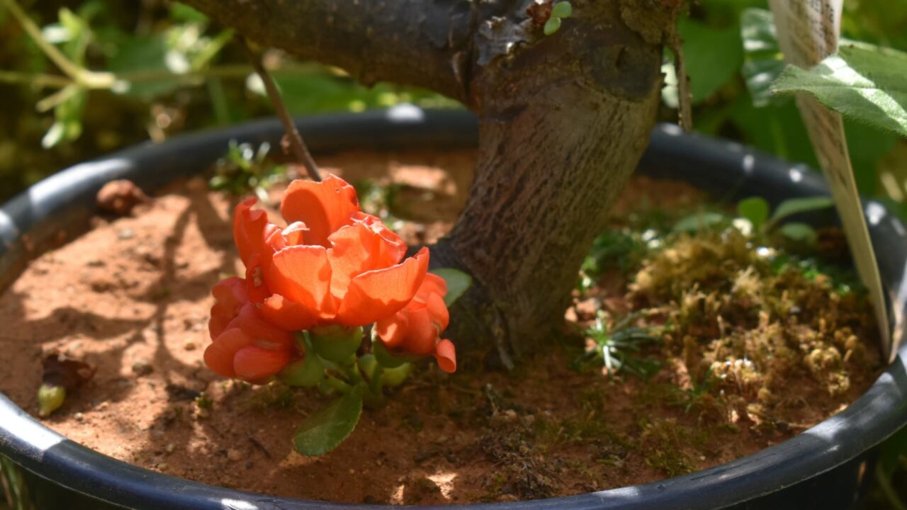 木瓜の花の開花の様子20220410