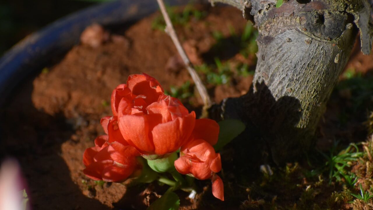 木瓜の花の開花の様子20220412